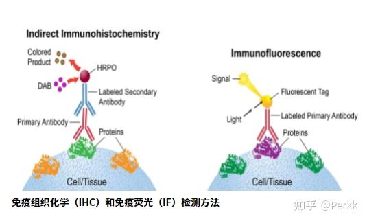 默克讲蛋白研究免疫组织化学