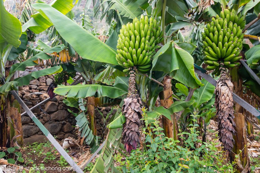 村宝网-影响香蕉生长的因素,根系生长受阻,会有哪些影响?