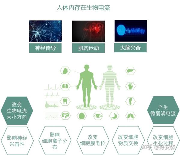 人体内存在生物电流,在磁场作用下,生物电流受磁场的作用,对生物电流