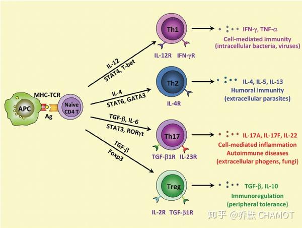 初始cd4  t细胞分化 (源自:https://www.ncbi.nlm.nih.