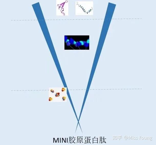 类人胶原蛋白是什么真有这个吗