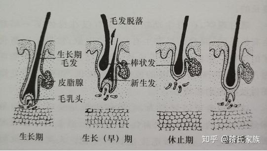 头发的生长周期是怎样的?