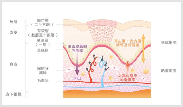 我是角质细胞 我太难了