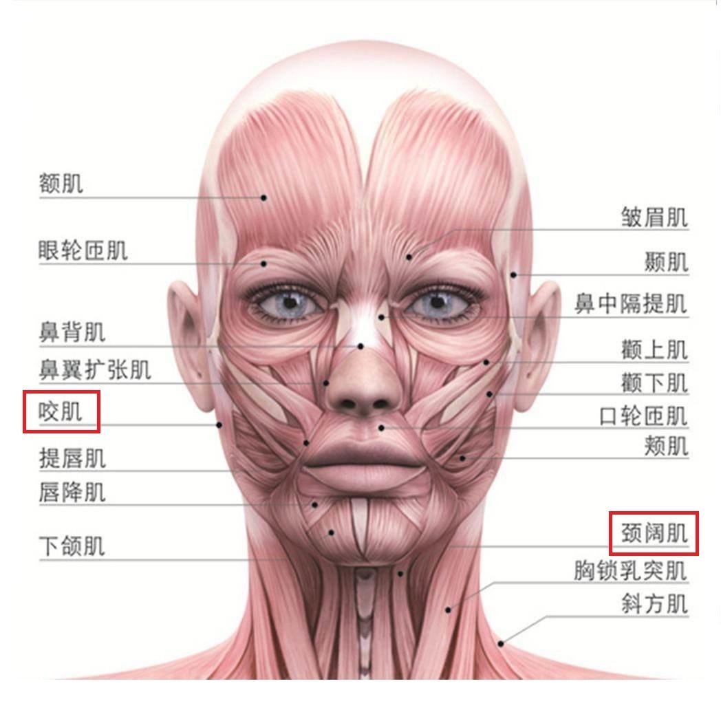 长期紧张运动,久而久之变得发达,而产生特定的线条,即皱纹 2 咀嚼肌