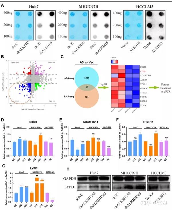 作者首先通过dot blot assay 发现alkbh5对肝癌细胞系m6a的修饰作用.