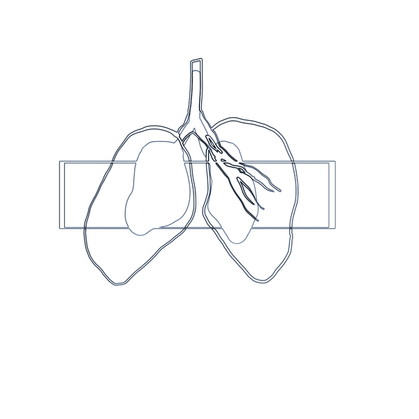 表现肺部的各种形态的运动变化,我们以gif动画的形式来表现这种变化所
