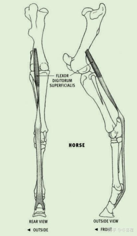 动物肌肉后肢趾浅屈肌