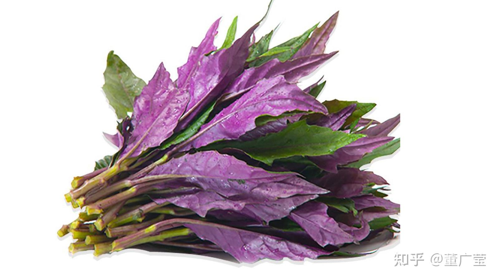 还不知道这35种紫色蔬菜你太亏了富含花青素营养又美味赶紧选几种趁着