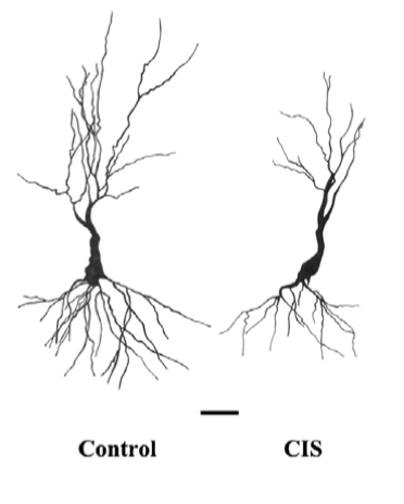 受到长期压力的海马神经元树突复杂性减少(vyas et al 2002)