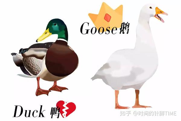 鹅绒 goose down>鸭绒 duck down