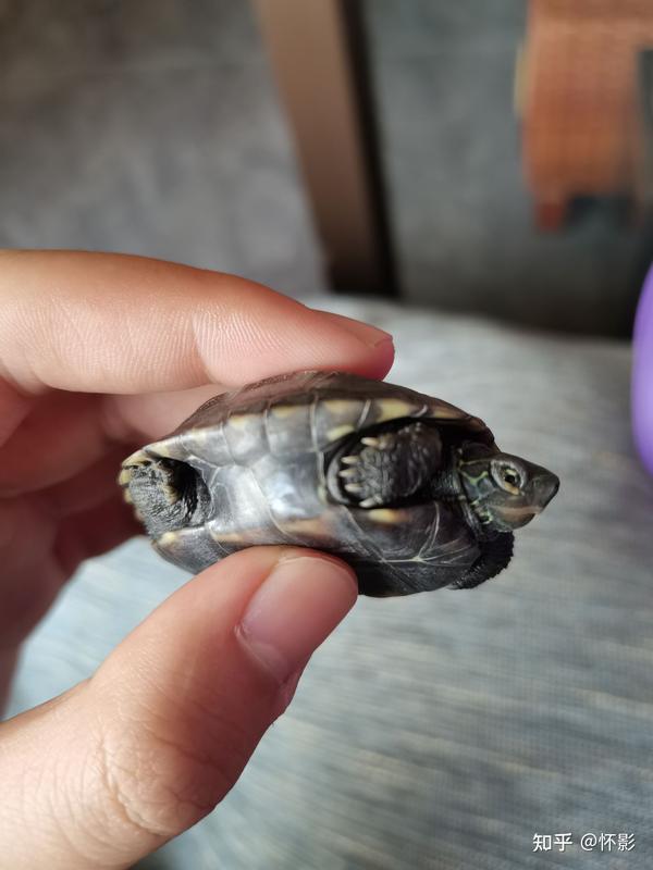我感觉是不是白眼病啊  该怎么弄