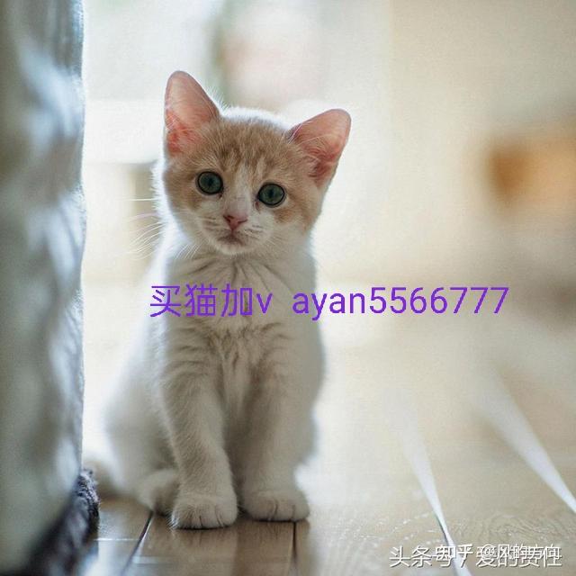 壁纸 动物 猫 猫咪 小猫 桌面 640_640