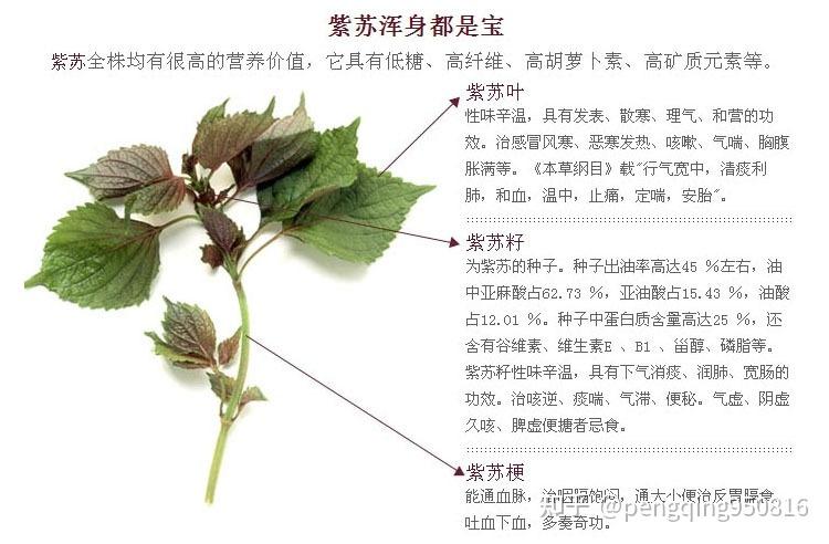 紫苏籽油:紫苏是一种比较常见的植物,同时也是一种中药.