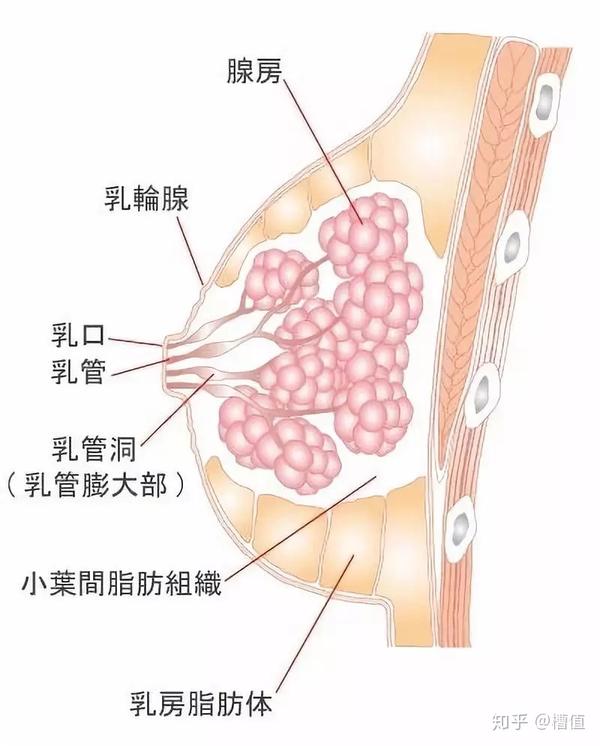 征会逐渐明显,遗传,营养,激素分泌是影响这一时期乳房发育的主要原因