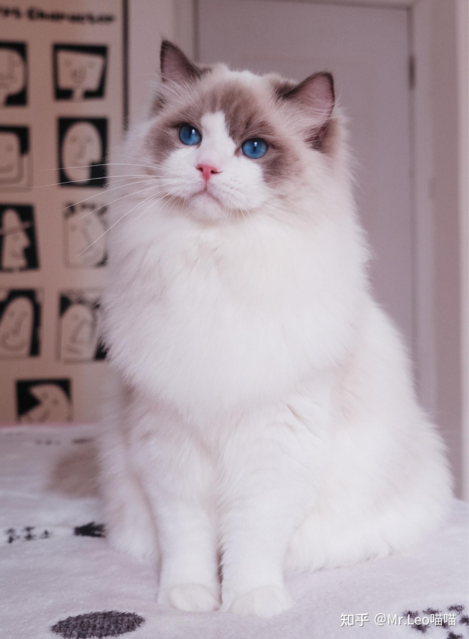 1万元左右有可能买到漂亮甜美的布偶猫吗