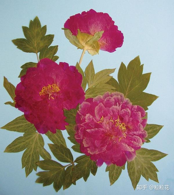 插花式,参考日常花艺作品的表现形式创作,比如瓶花(花插在花瓶上的