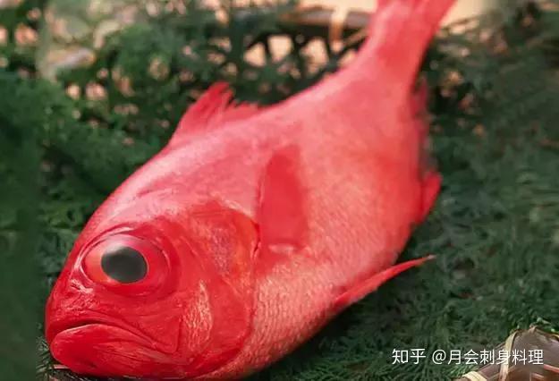 金目鲷鱼眼睛很大, 也有称之为大眼红鱼(在日本,也有称"喜知次"), 体
