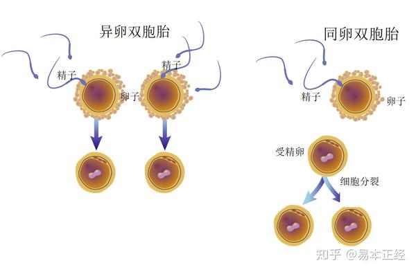 异卵双胞胎由两个不同的卵子和两个不同的精子发育而成,异卵双胞胎