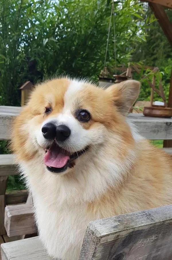 柯基犬天生只有一只眼睛却有两个鼻子,狗狗差点被安乐