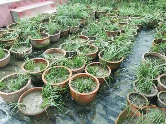 茴香菖蒲 zhuanlan.zhihu.com