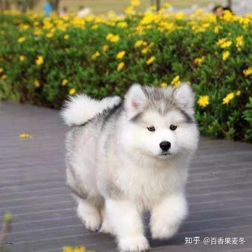 如果你有只阿拉斯加犬你的生活会是什么样的体验