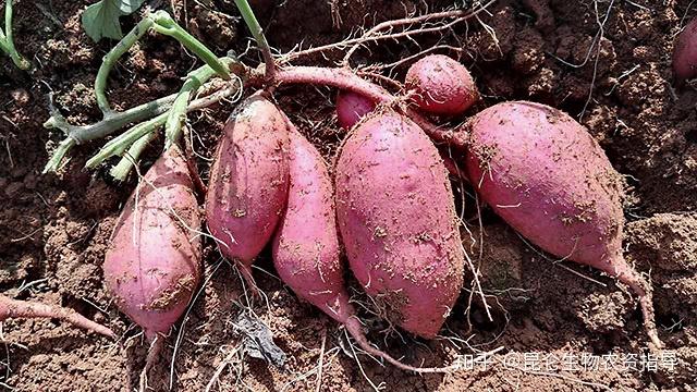 大棚红薯枯萎黄萎需要用什么肥料红薯根腐病追施什么肥料好红薯重茬