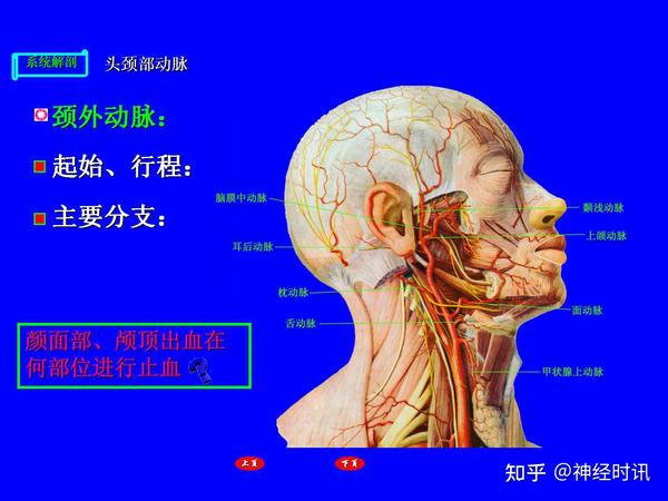 高清肺循环的血管头颈上肢的动脉解剖图