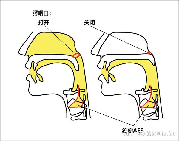 下图展示了鼻腔共鸣twang和口腔共鸣twang的区别.