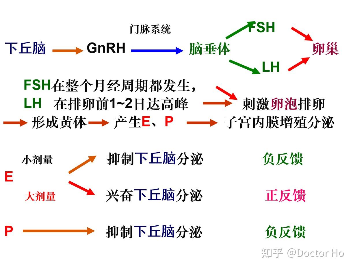 以下为重点:月经及月经期的表现卵巢功能的周期性变化规律雌,孕激素