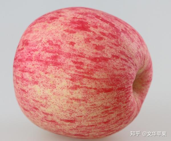 条文多颜色红绿相间的苹果脆甜口,水分饱满味道香甜.