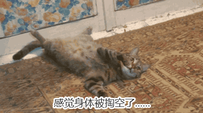 猫咪表情包