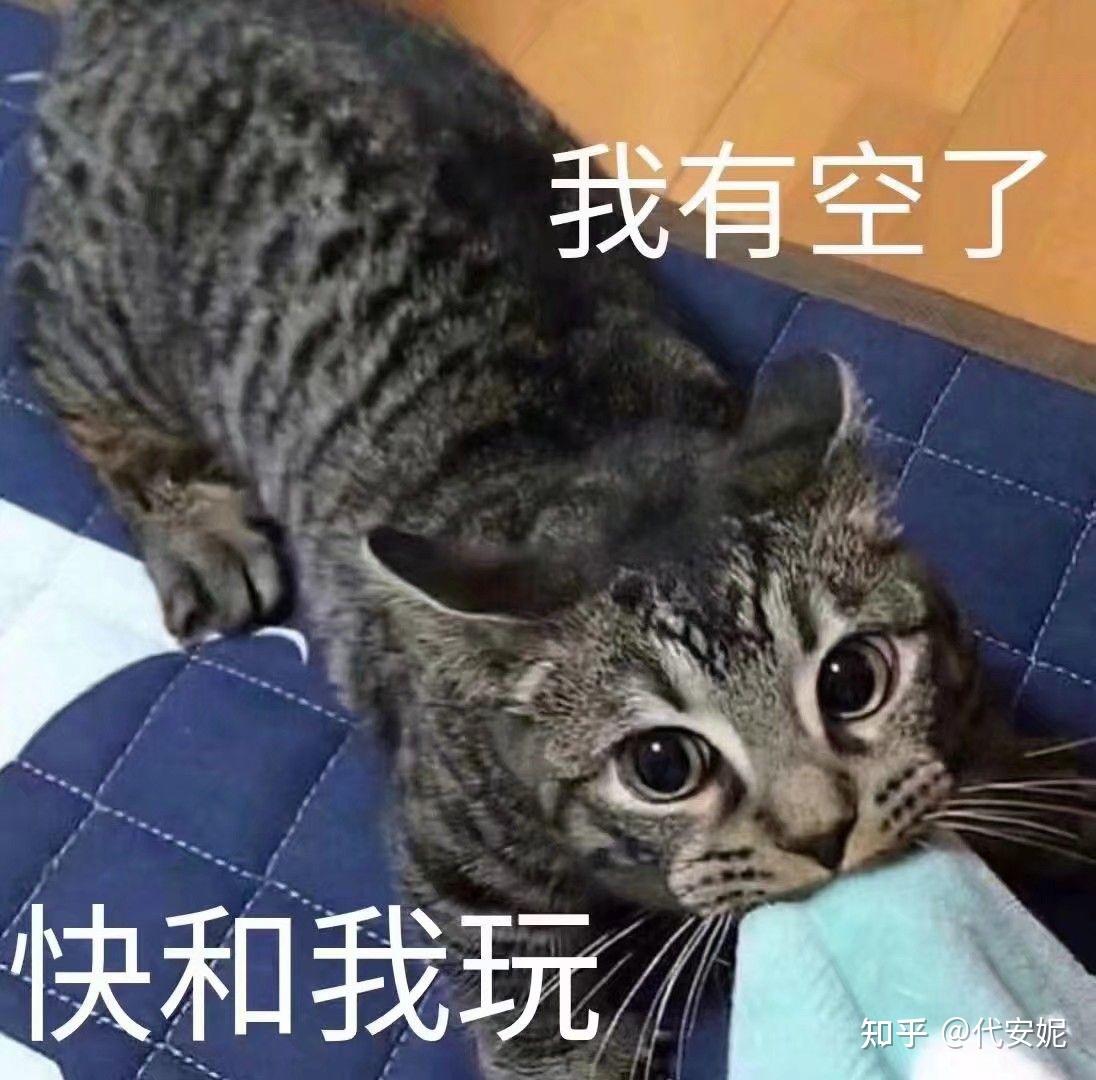 表达直接意思的猫猫图