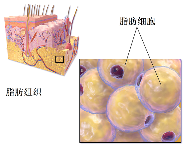 从脂肪代谢过程的角度看如何加速脂肪的"燃烧"?