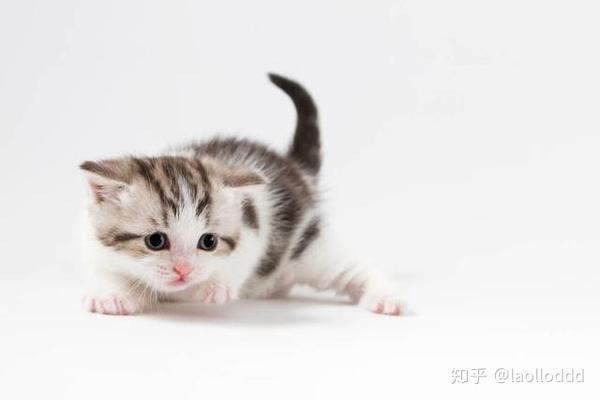 厉害了,可爱褴褛猫,促成了我的姻缘