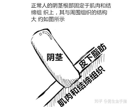 jelq挤奶法到底有没用阴茎到底能不能增大原理是什么