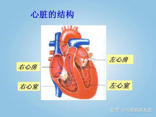 主动脉瓣少量反流能治吗?