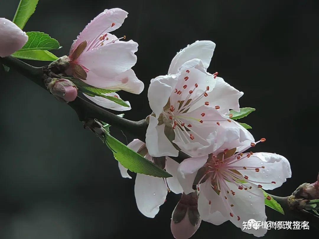 桃花杏花李花樱花梨花梅花两个特征快速识别