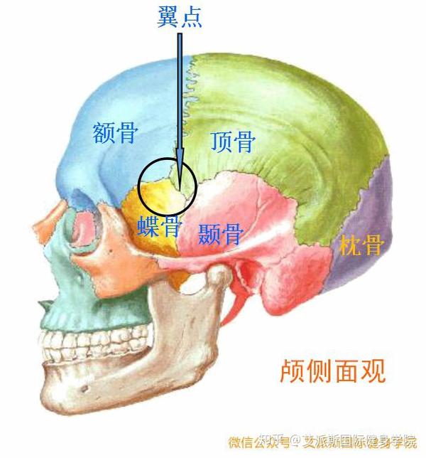 下图为从颅前面观 下图为从颅侧面观