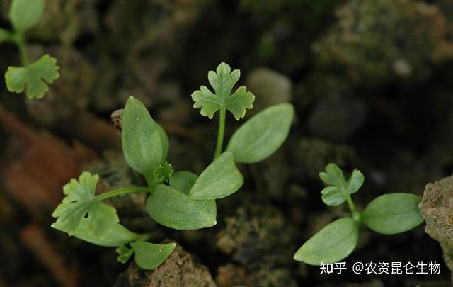 蔬菜香菜叶子发黄怎么治香菜重茬根腐用什么肥料香菜黄叶死苗预防用根
