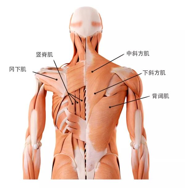 中斜方肌: 肩胛骨上旋和内收 下斜方肌: 肩胛骨下沉 背阔肌: 肩伸展