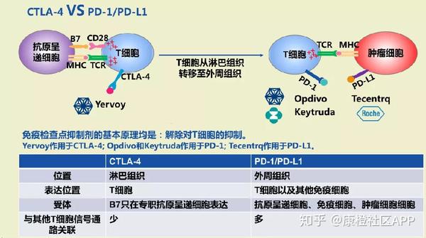 癌症治疗的未来之星"免疫疗法"?究竟是肿瘤的克星还是