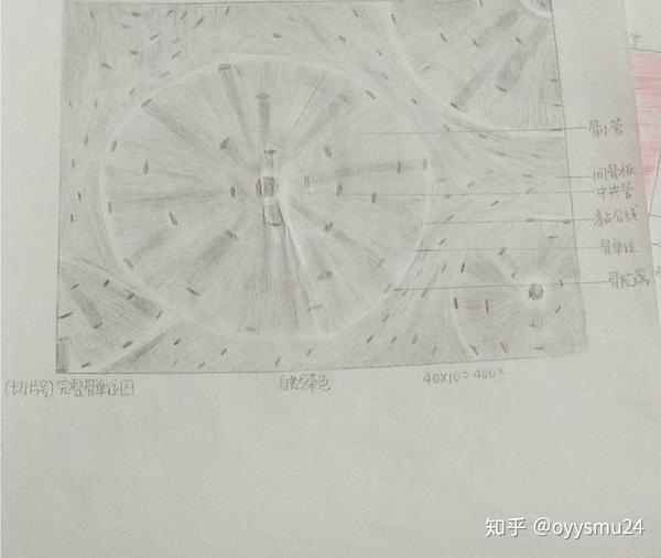 这是自然染色下的完整骨单位图