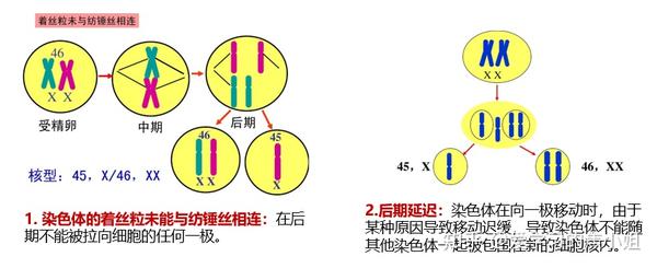 常染色体:由于缺失一条常染色体的细胞生命力差,胚胎常被淘汰,常见47