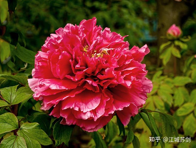 2021武汉赏花季牡丹花盛开的武汉东湖江南牡丹第一园印象
