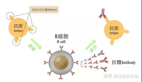 由一个b淋巴细胞接受该抗原所产生的抗体称之为 单克隆抗体(monoclone