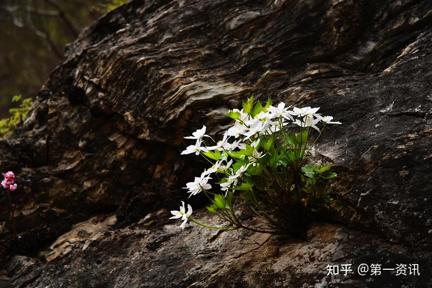 北京独有开在悬崖峭壁上的花你见过吗