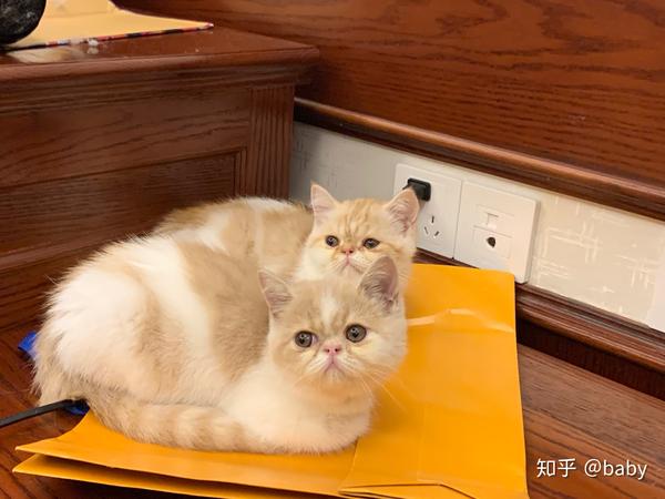 宠物猫,布偶加菲缅因猫蓝猫矮脚猫金渐层银渐层等