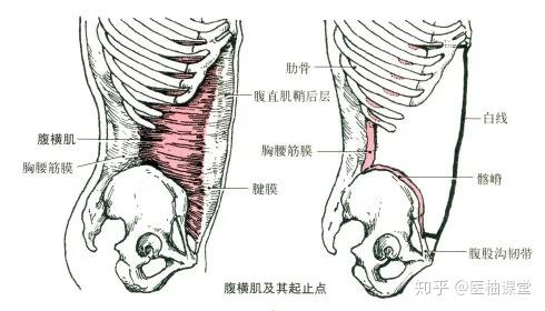 腹横肌 部位:腹内斜肌深层.肌纤维横向分布.