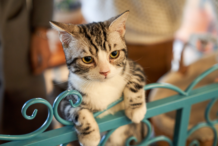 男猫女猫有什么差异