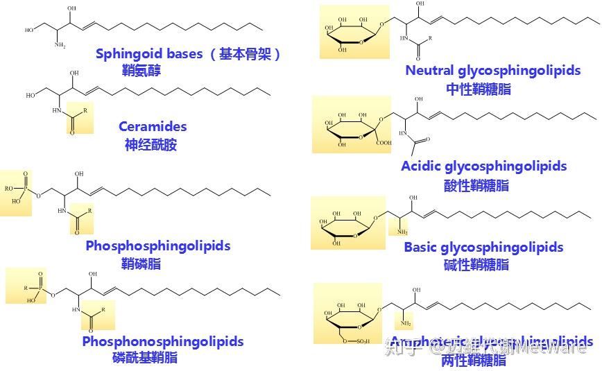 神经酰胺结构示意图鞘氨醇结构鞘磷脂由一分子长链的鞘氨醇,一分子长